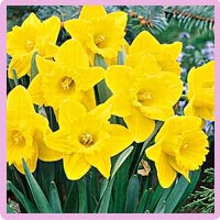 daffodils