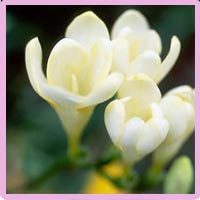 freesia