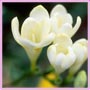 freesia